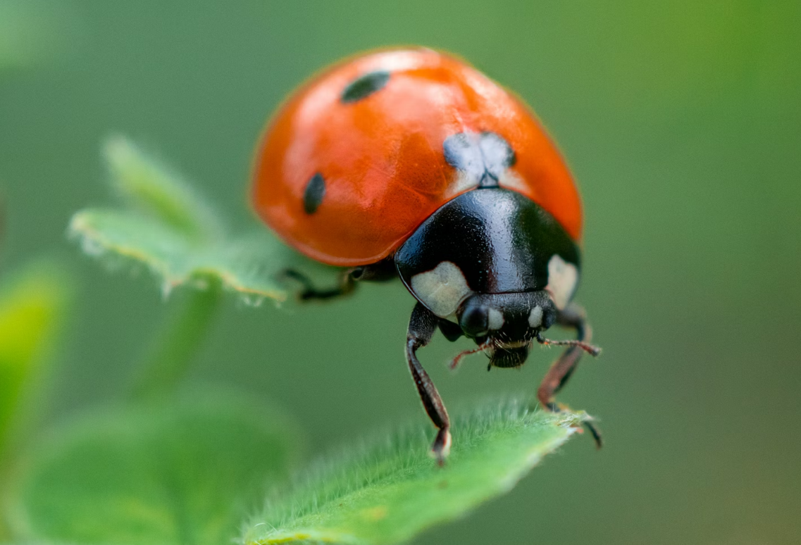 Macro Photography: It Is Not That Hard